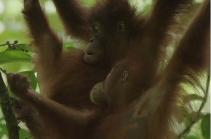 The Last Orangutan Eden to air on PBS in the US