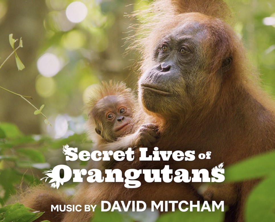 Secret Lives of Orangutans on Netflix