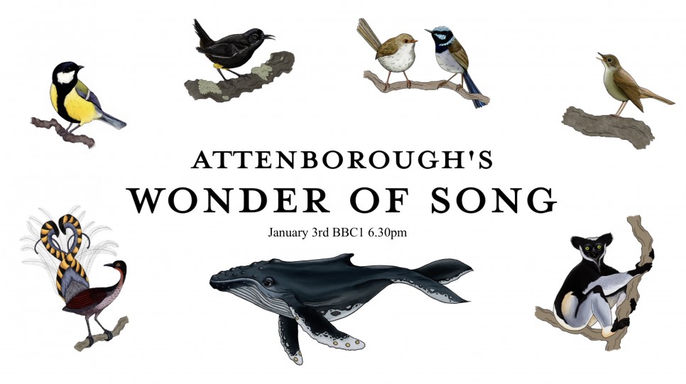 Attenborough’s Wonder of Song