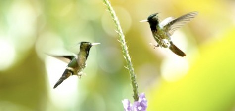 The Hummingbird Effect at the Emmys