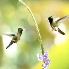 The Hummingbird Effect at the Emmys