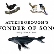 Attenborough’s Wonder of Song