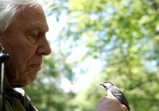 Attenborough’s Wonder Of Song Project