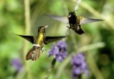 The Hummingbird effect Project