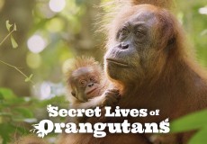 Secret Lives of Orangutans Project